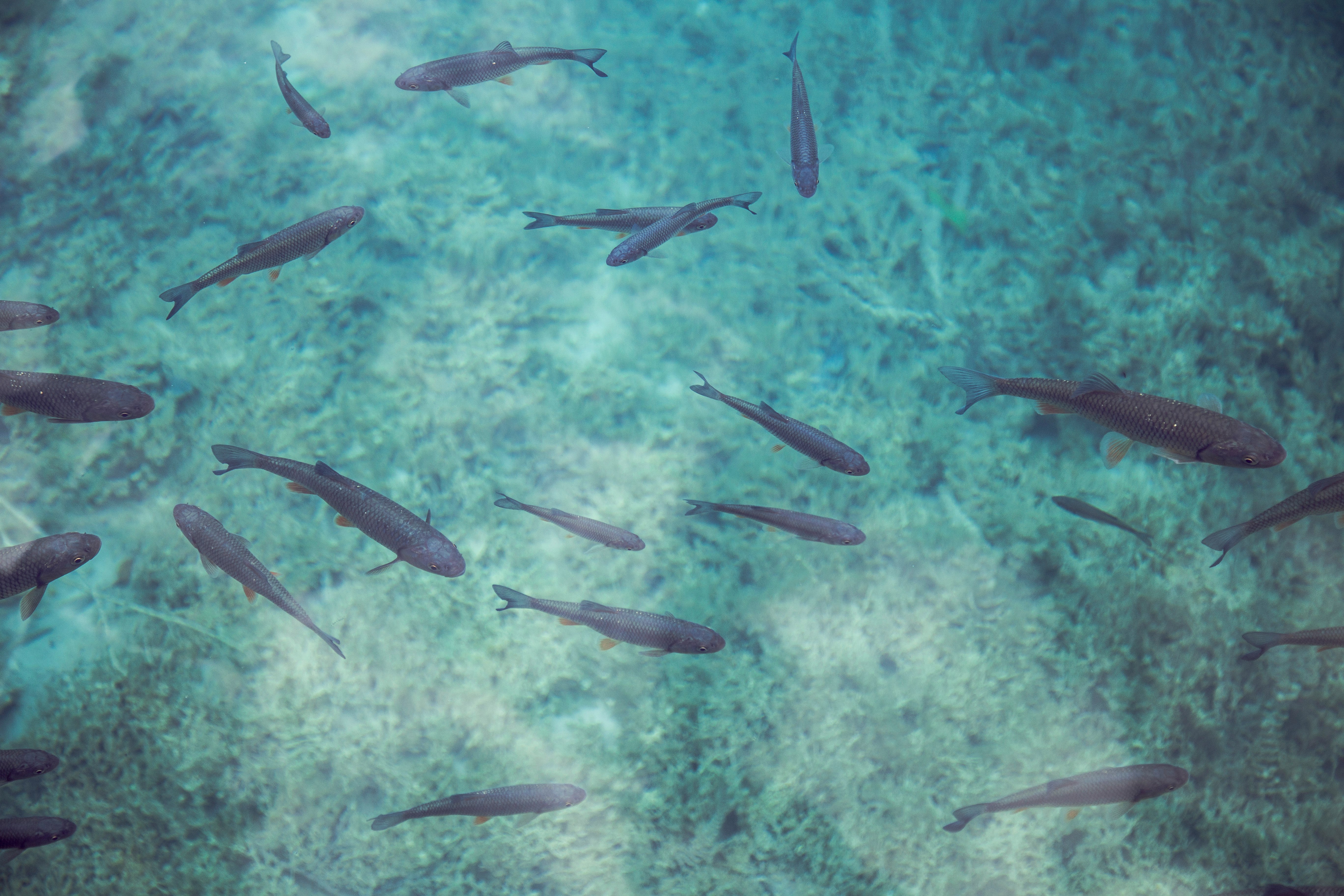 school of black fish